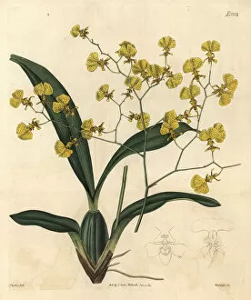 Zig Zag Collection: Gomesa flexuosa orchid