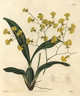 Zig Zag Prints: Gomesa flexuosa orchid