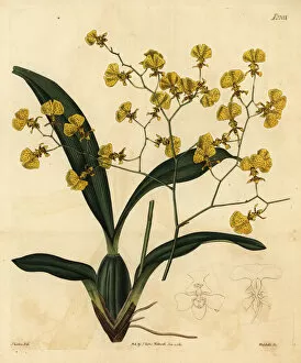 Flexuosa Collection: Gomesa orchid, Gomesa flexuosa (Oncidium flexuosus)