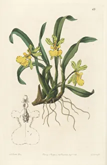 Gomesa uniflora orchid