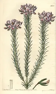 Sydenhamedwards Prints: Gompholobium confertum