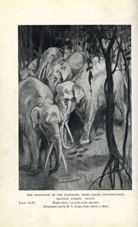 Miocene Gallery: Gomphotherium species