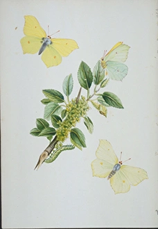 Gonepteryx rhamni, brimstone