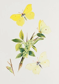 Larvae Collection: Gonepteryx rhamni, brimstone