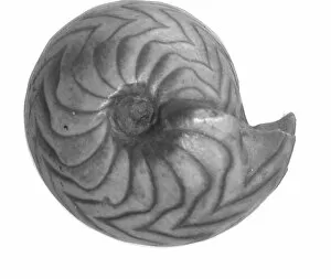 Ammonite Gallery: Goniatites sp. goniatite
