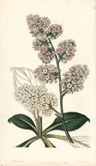 Lavender Prints: Goniolimon eximium