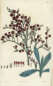 Hoary Prints: Goniolimon incanum