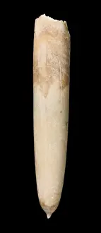 Belemnoid Prints: Gonioteuthis, a fossil belemnite