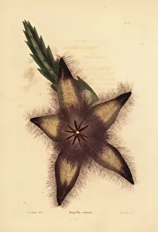 Loddiges Collection: Gonostemon grandiflorus var. sororius