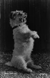 Companion Prints: Good Dog