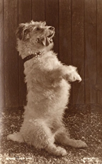 Images Dated 1st August 2011: Good Dog - A terrier in seriously cute pose