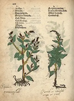 Good king henry, Blitum bonus-henricus