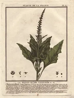 Bulliard Prints: Good King Henry, Chenopodium bonus-henricus