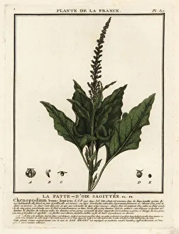 Plante De La France Prints: Good-King-Henry, Chenopodium bonus-henricus