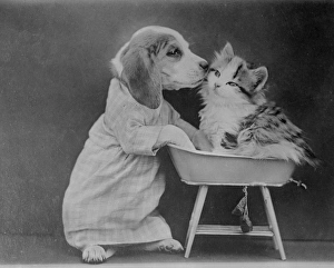 Images Dated 29th March 2012: Goodnight Pussy