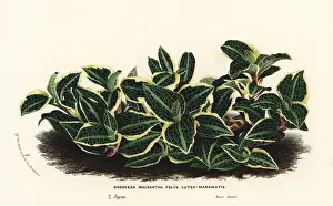 Goodyera biflora orchid or beni shusuran