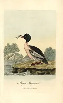 Mergus Prints: Goosander, Mergus merganser