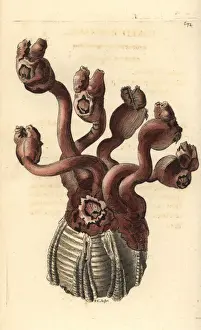Polydore Prints: Goose barnacle, Conchoderma auritum