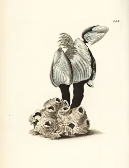 Goose barnacle, Lepas (Anatifa) anserifera