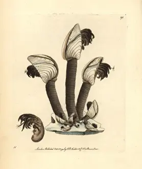 Goose barnacle, Lepas anatifera