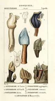 Dizionario Collection: Goose barnacles