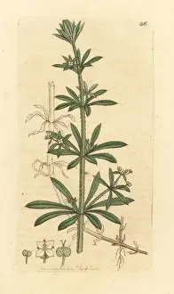 Galium Prints: Goose-grass or cleavers, Galium aparine