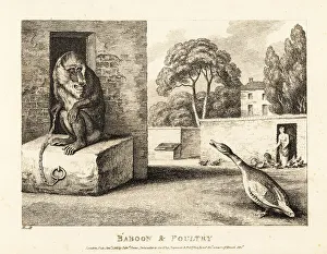 Gay And Phaedrus Prints: A goose insults a pet mandrill in a walled garden