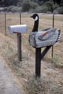 Goose Prints: Goose US Mailbox