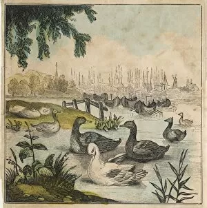 Anser Gallery: Goose Series (1 of 4)