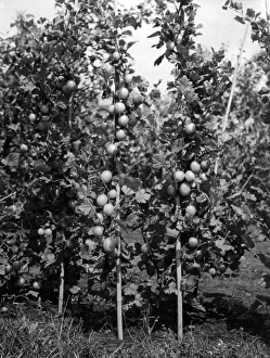 Images Dated 17th May 2011: Gooseberry Cordons