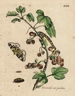 Gooseberry with moth