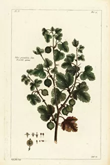 1783 Collection: Gooseberry, Ribes grossularia. Linn. Grosselier epineux