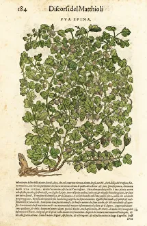 Anazarbeo Gallery: Gooseberry, Ribes uva-crispa