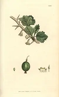 Gooseberry, Ribes uva-crispa