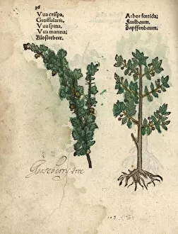 Gooseberry, Ribes uva-crispa, and alder buckthorn