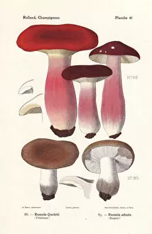 Fungus Collection: Gooseberry russula, Russula queletii