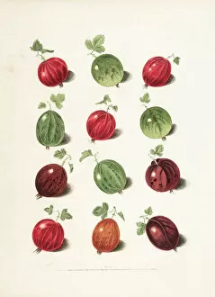 1817 Collection: Gooseberry varieties