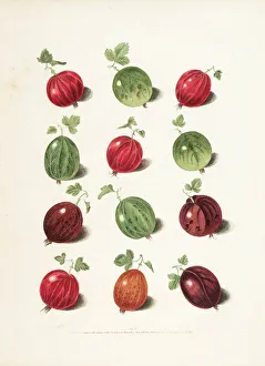 Images Dated 16th June 2014: Gooseberry varieties