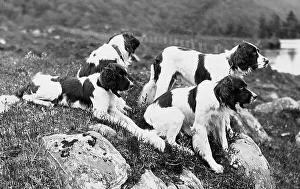 Setters Prints: Gordon Setters Victorian period