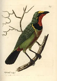 Shrike Prints: Gorgeous bushshrike, Telophorus viridis