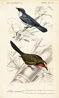 Gorgeous bushshrike, Telophorus viridis