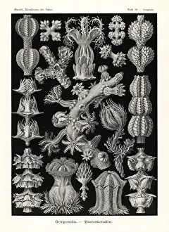 Gorgonia soft coral seafans
