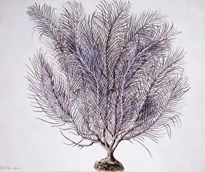 Gorgonian coral