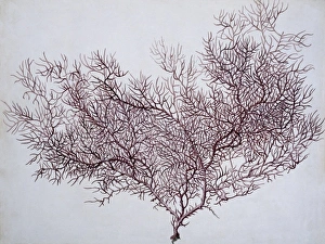 Anthozoa Gallery: Gorgonian coral