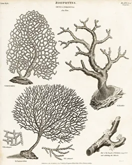Gorgonian soft corals and red coral