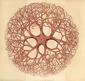 Gorgon Prints: Gorgons head, Gorgonocephalus caput medusae