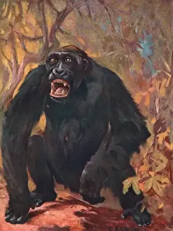 Gorilla / Cuthbert Swan