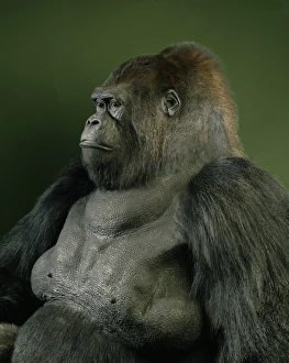 Adult Collection: Gorilla gorilla gorilla, western lowland gorilla