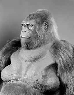 Gorilla gorilla gorilla, western lowland gorilla