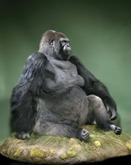 Mammalia Prints: Gorilla gorilla gorilla, western lowland gorilla